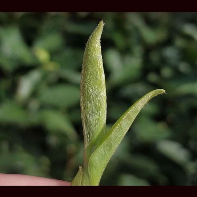 明前特级嫩芽浓香型黄山毛峰毛尖绿茶高山云雾茶12